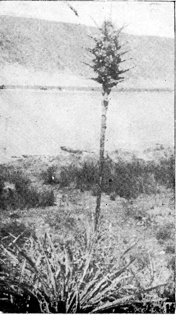 puya